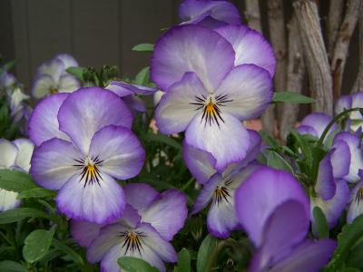 Bunch of Purple  White Pansies