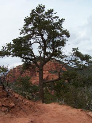 Eerie Tree with Red Rocks