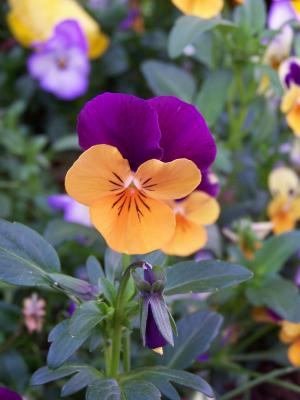Yellow and Purple Pansy