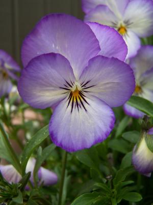 Purple and White Pansy