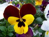 Mickey Mouse Pansy
