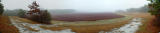 Foggy Bog<BR><FONT SIZE=1>These are your Thanksgiving cranberries!</FONT><BR>