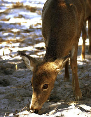 Deer Feeding.jpg