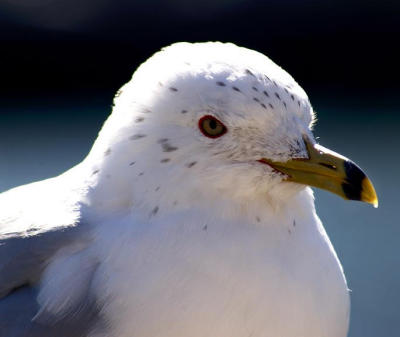 Seagull .jpg