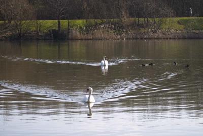 Fendrod Swans