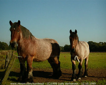 Turnhout / Kempen (Belgium) - De omgeving
