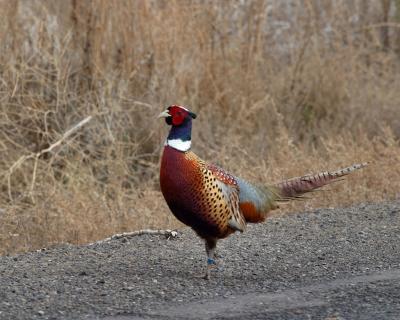 pheasant rooster Wenas-1