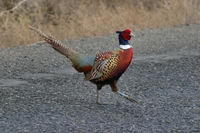 pheasant rooster Wenas-2