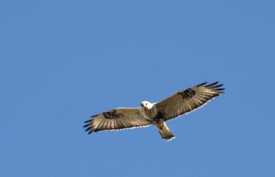 rough legged hawk flying