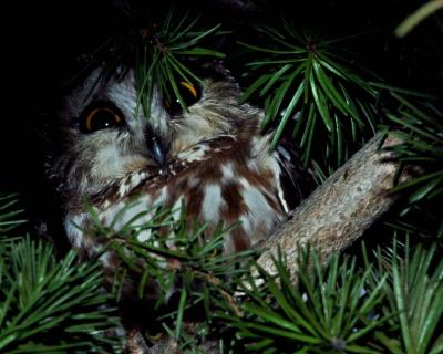 sawhet owl Selah1