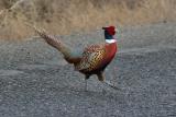 pheasant rooster Wenas-2