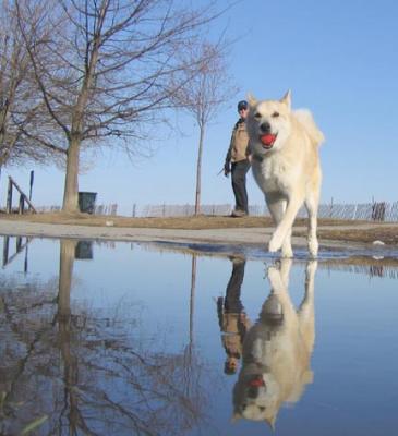 dog with ball