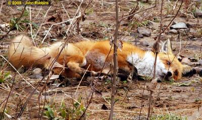 Red Fox