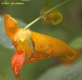 Jewel Weed