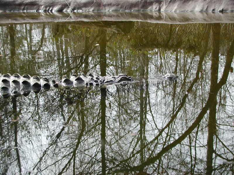 American alligator (<i>Alligator mississippiensis</i>)