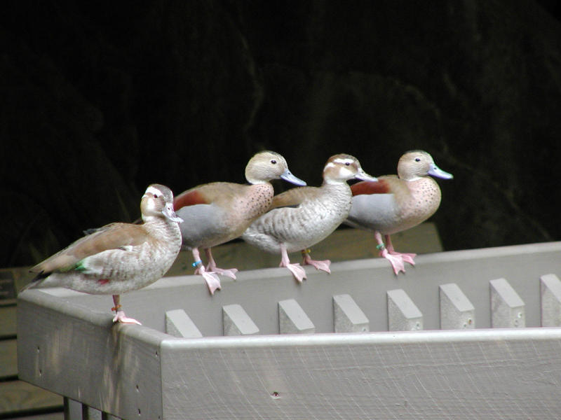 Lesser Whisling ducks