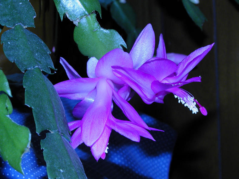 Thanksgiving Cactus (flash in incandescent white balance mode)