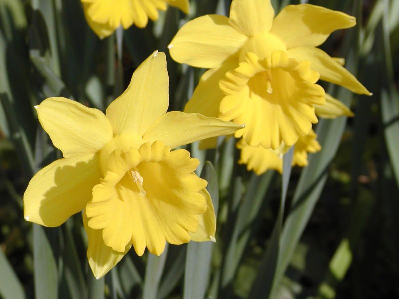 Daffodills