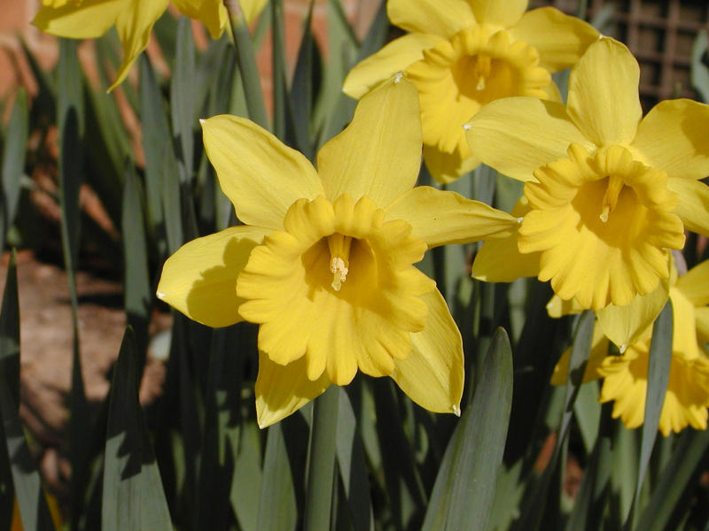 Daffodills #2
