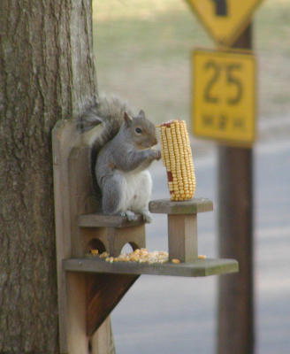 Squirrel on his throne in our backyard.