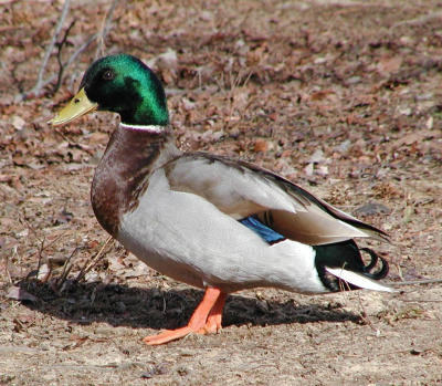 Mallard (cropped)