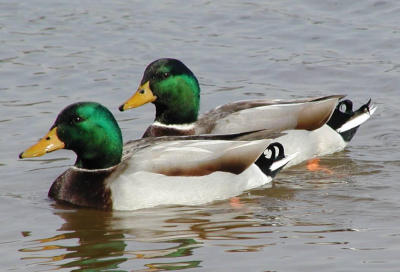 Ditto dux (cropped)