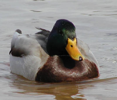 Fat duck (cropped)