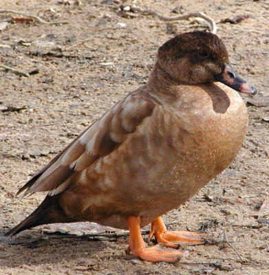 Cute (cropped)