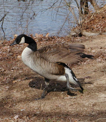 Lame goose 1.JPG