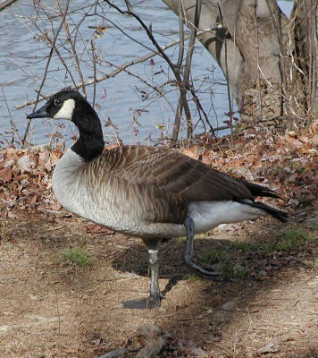 Lame goose 2.JPG