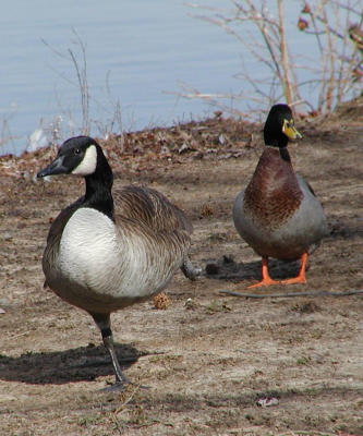 Lame goose 3.JPG