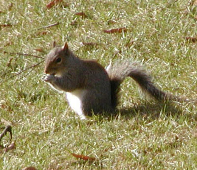 Squirrel (in the backyard)