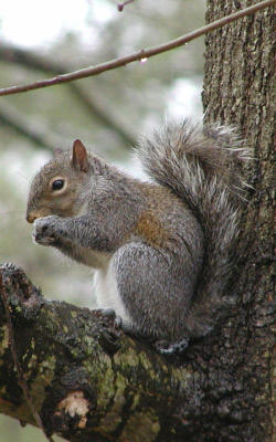 Damp squirrel (cropped)