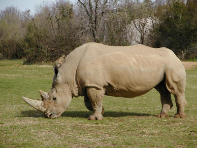 Southern white rhino (Ceratotherium simum simum)