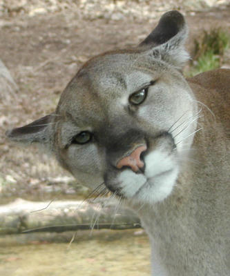 Puma (Puma concolor) a.k.a Cougar
