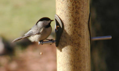 Carolina Chicadee (cropped)