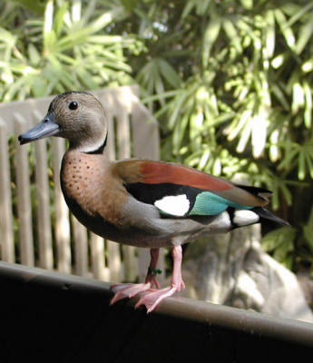 Ringed Teal  (cropped)