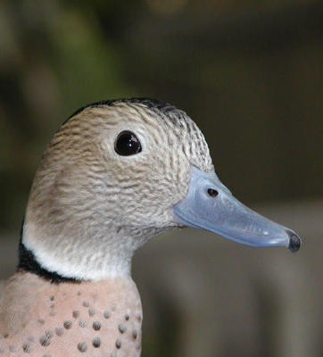 Ringed Teal (cropped)