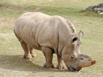 Southern white rhino (<I>Ceratotherium simum simum<I>)