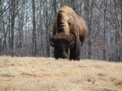 North American bison (Bison bison)