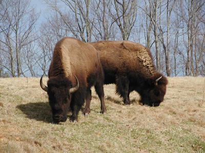 North American bison (Bison bison)
