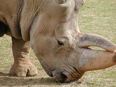 Southern white rhino (Ceratotherium simum simum)