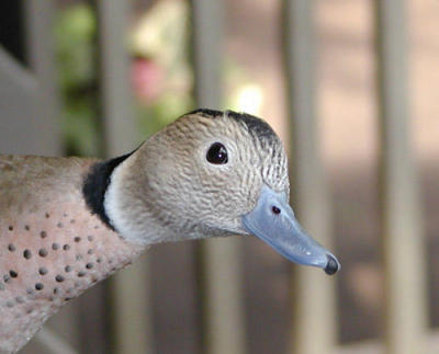 Ringed Teal  (cropped)