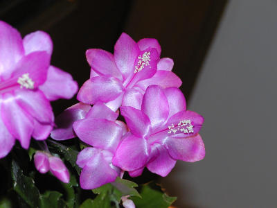 Thanksgiving Cactus (with flash)