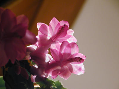 Thanksgiving Cactus (with incandescent backlight)