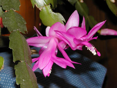 Thanksgiving Cactus (with flash)