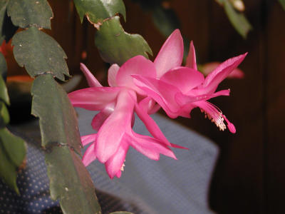 Thanksgiving Cactus (no flash)