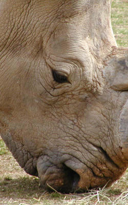 Rhino.... up close