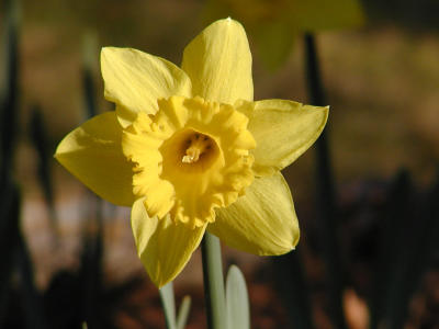 Daffy up close
