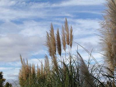 Pampas Grass near Pilot Mountain
